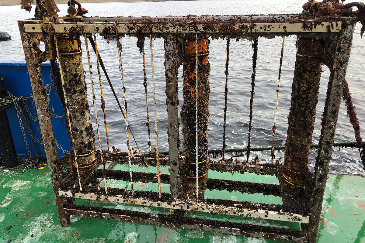Marine Fouling Trials with Synthetic Fibre Rope